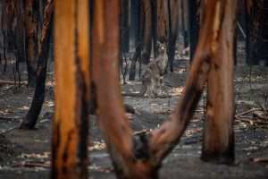 Kangaroo alone in a burning forest